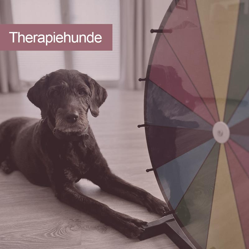 images/module/Home/therapiehunde.jpg#joomlaImage://local-images/module/Home/therapiehunde.jpg?width=800&height=800