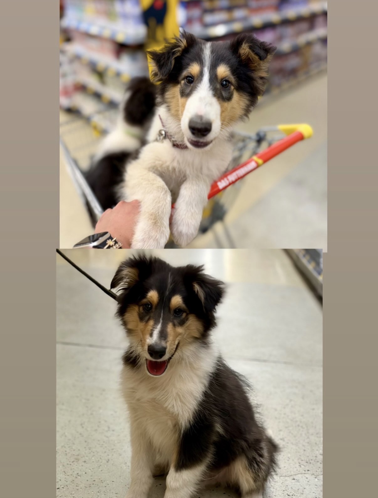 Collie.jpg