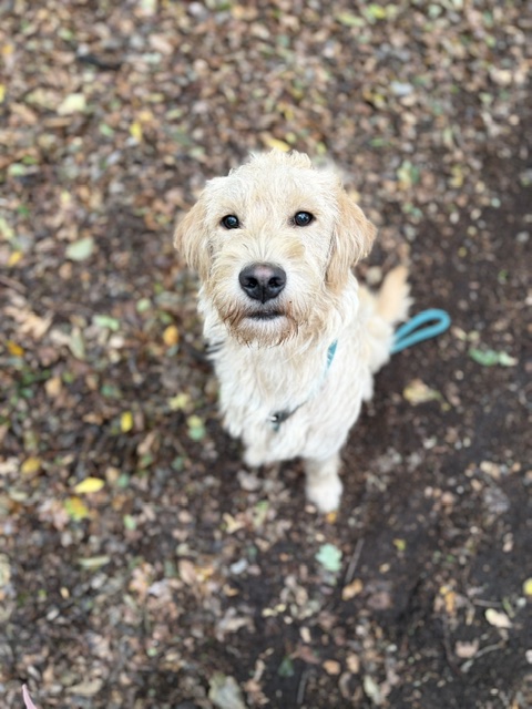 Labradoodle_Albert.jpg