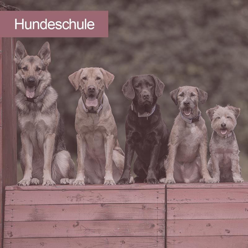 images/module/Home/hundeschule.jpg#joomlaImage://local-images/module/Home/hundeschule.jpg?width=800&height=800