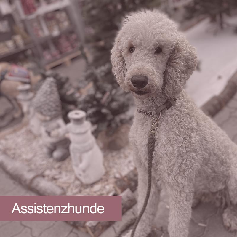 images/module/assistenzhunde/verkaufshunde/assistenzhunde-verkauf.jpg#joomlaImage://local-images/module/assistenzhunde/verkaufshunde/assistenzhunde-verkauf.jpg?width=800&height=800