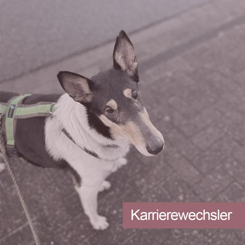 images/module/assistenzhunde/verkaufshunde/karrierewechsler.jpg#joomlaImage://local-images/module/assistenzhunde/verkaufshunde/karrierewechsler.jpg?width=800&height=800