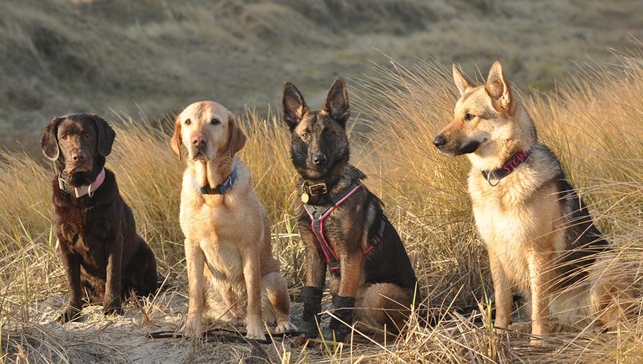 Hunde in Dünenlandschaft