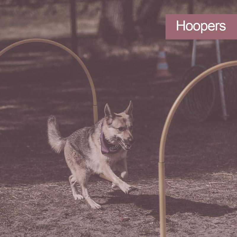 images/module/hundeschule/hoopers.jpg#joomlaImage://local-images/module/hundeschule/hoopers.jpg?width=800&height=800