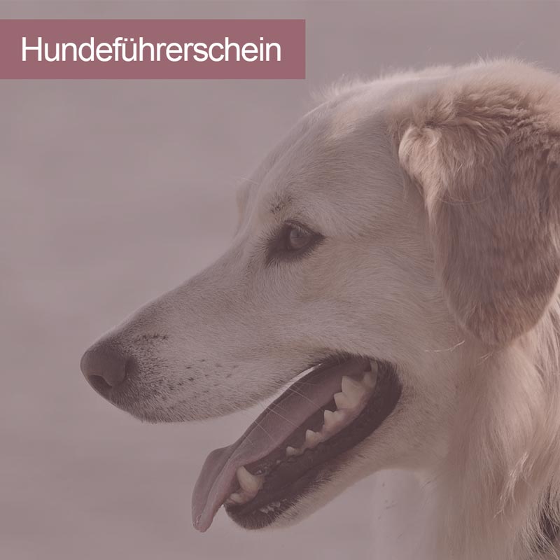 images/module/hundeschule/hundefuehrerschein.jpg#joomlaImage://local-images/module/hundeschule/hundefuehrerschein.jpg?width=800&height=800