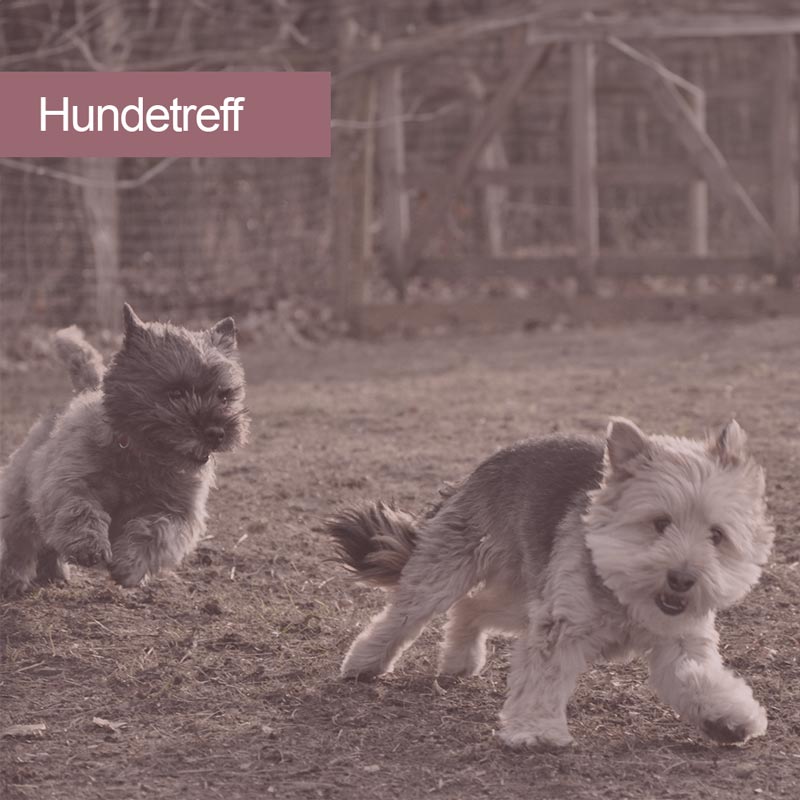 images/module/hundeschule/hundetreff.jpg#joomlaImage://local-images/module/hundeschule/hundetreff.jpg?width=800&height=800