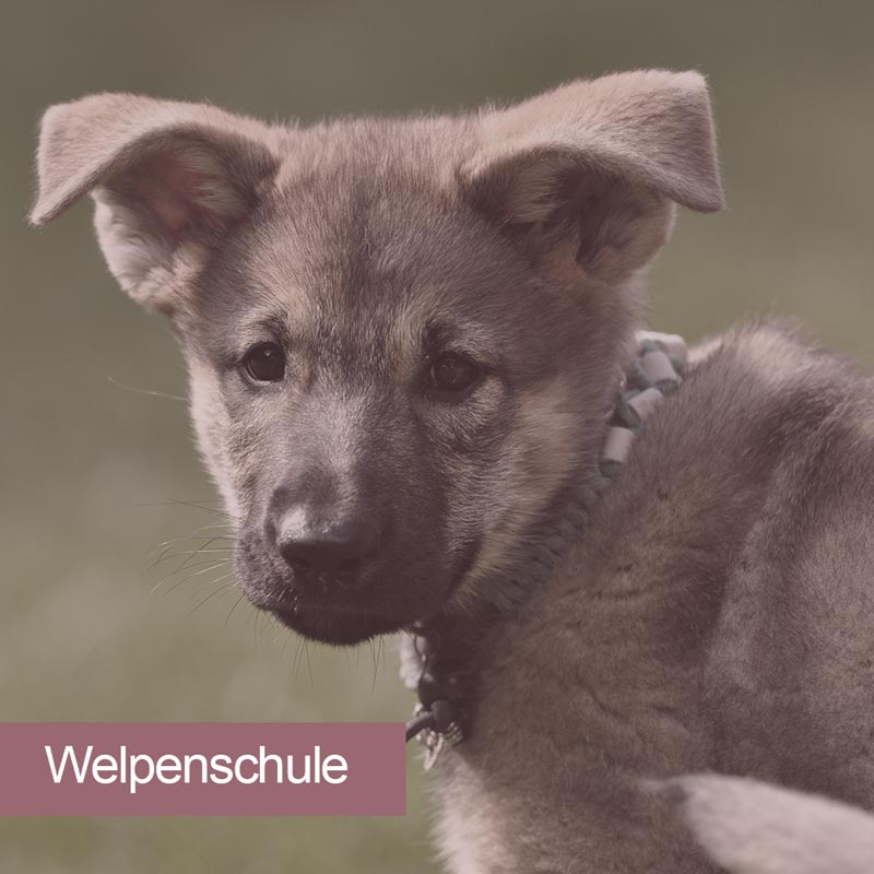 images/module/hundeschule/welpenschule.jpg#joomlaImage://local-images/module/hundeschule/welpenschule.jpg?width=1000&height=1000