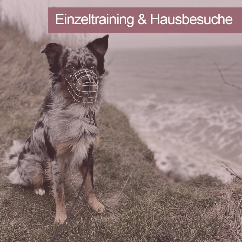 images/module/infos/einzeltraining.jpg#joomlaImage://local-images/module/infos/einzeltraining.jpg?width=800&height=800