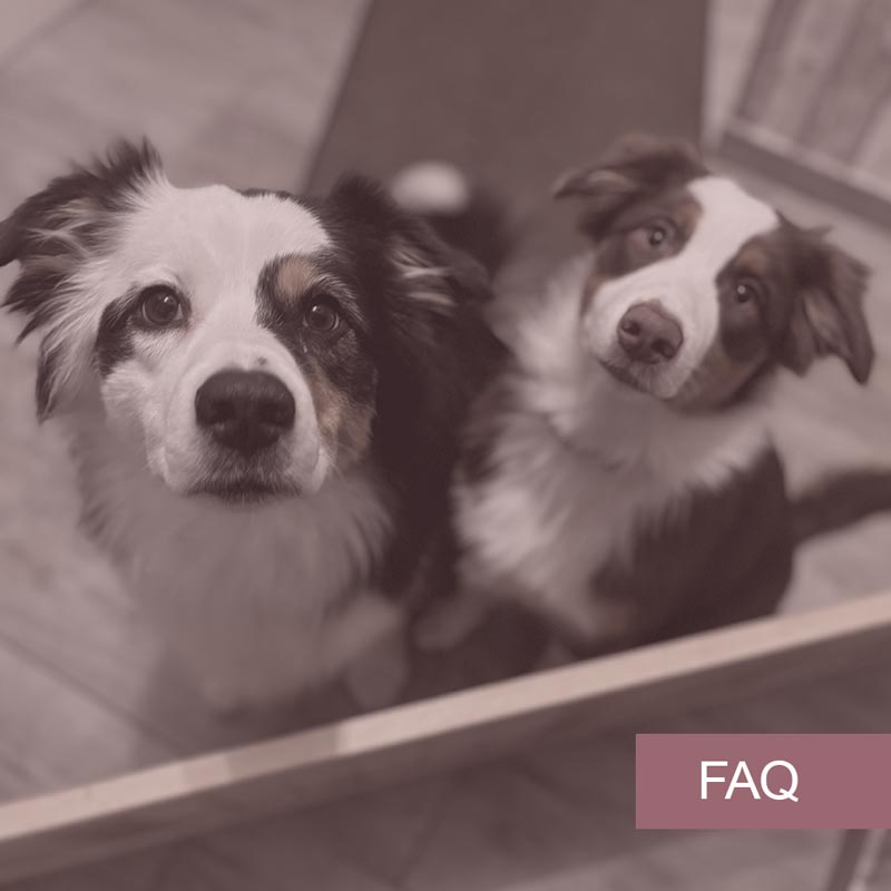 images/module/infos/faq.jpg#joomlaImage://local-images/module/infos/faq.jpg?width=800&height=800